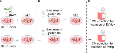 Extracellular vesicles from gastric epithelial GES-1 cells infected with Helicobacter pylori promote changes in recipient cells associated with malignancy